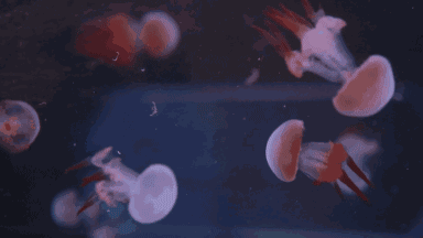 640.gif
